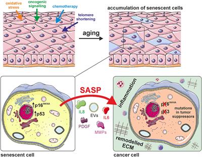 The Dual Role of Cellular Senescence in Developing Tumors and Their Response to Cancer Therapy